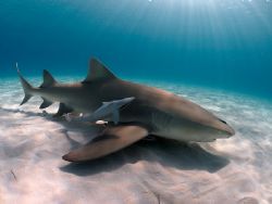 Lemon shark with Remora, Bahamas. Ambient light, Magic fi... by Ingvar Eliasson 